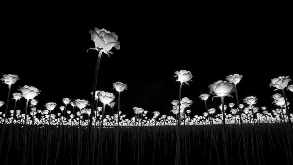 Field of roses - black and white shot